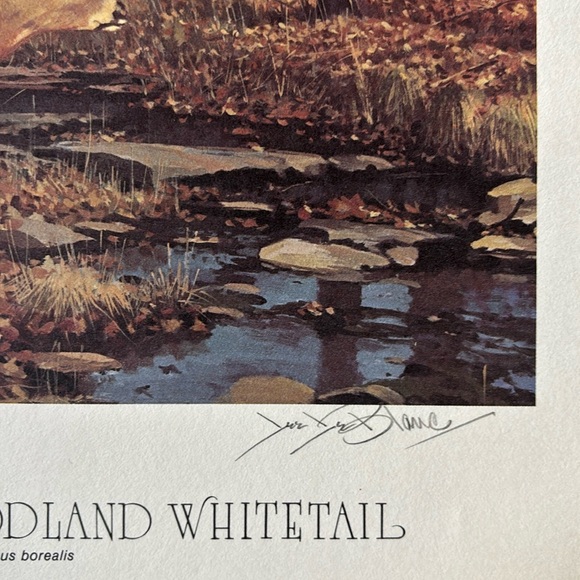 Lee Le Blanc 1981 Northern Woodland Whitetail Stamp, Print, Signed, Numbered - Picture 3 of 12